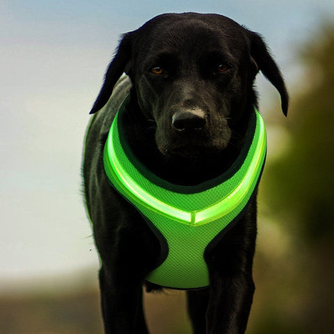 LED Light Dog Harness